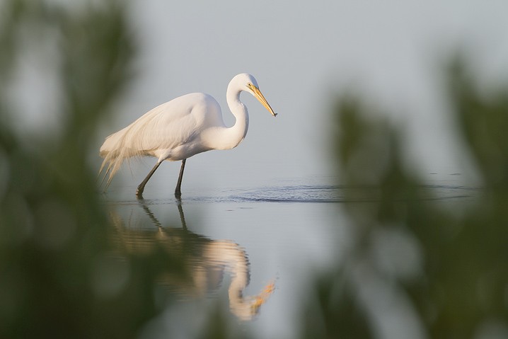 Silberreiher Ardea alba Great White Egret